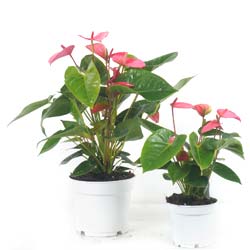 Anthurium rosea